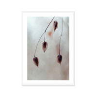 Delicate Silence
