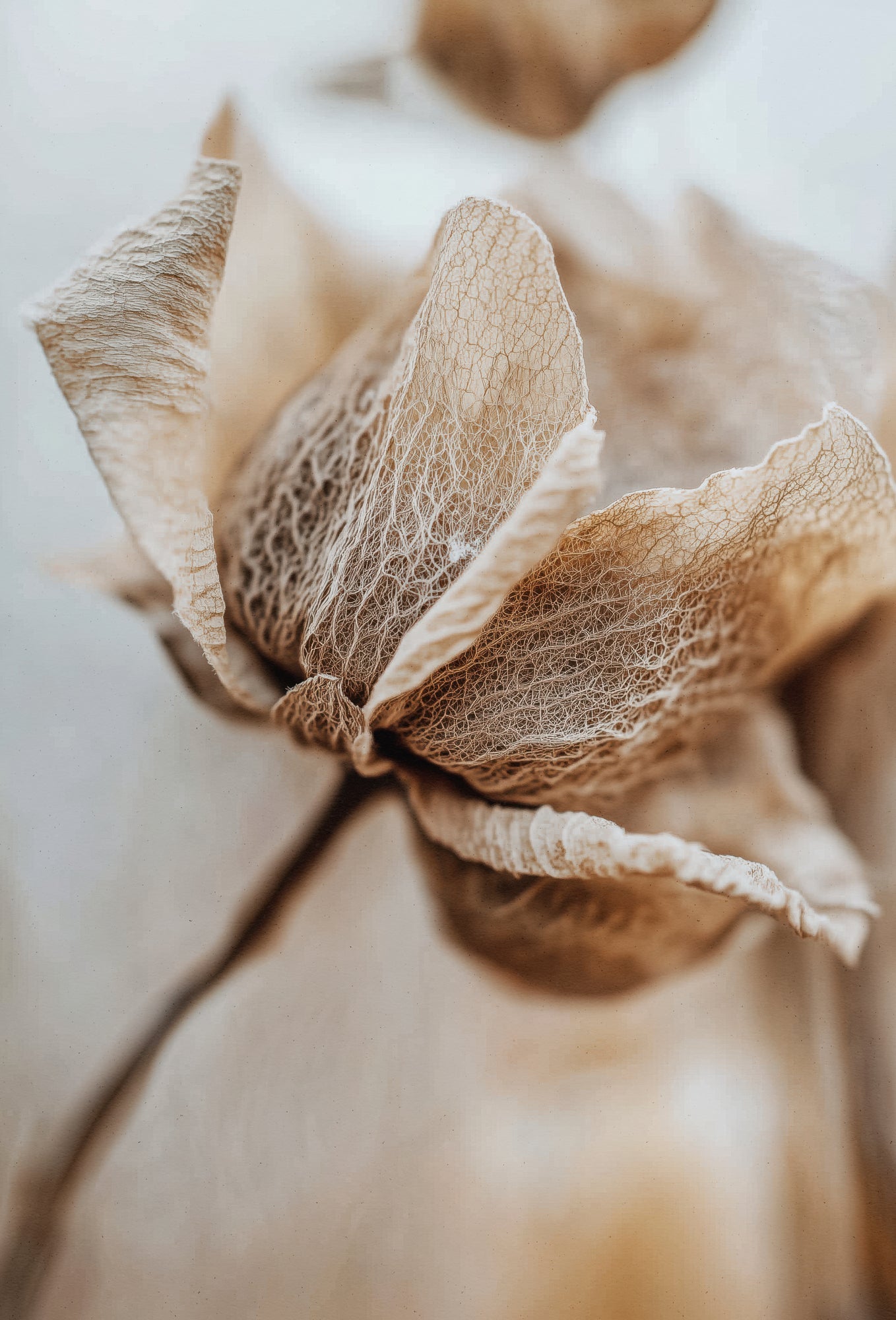 Delicate Veins