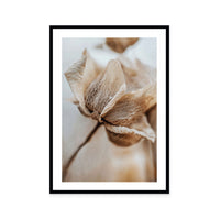 Delicate Veins