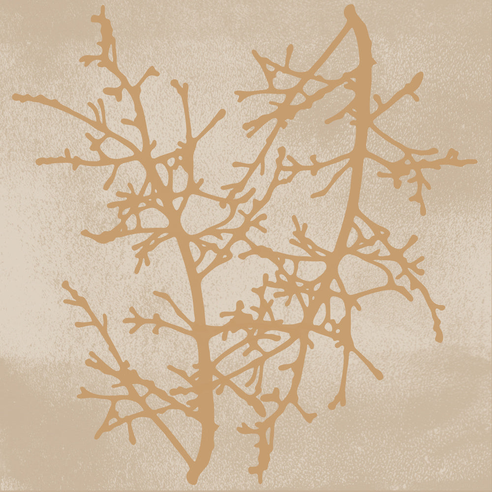 Delicate Winter Branches