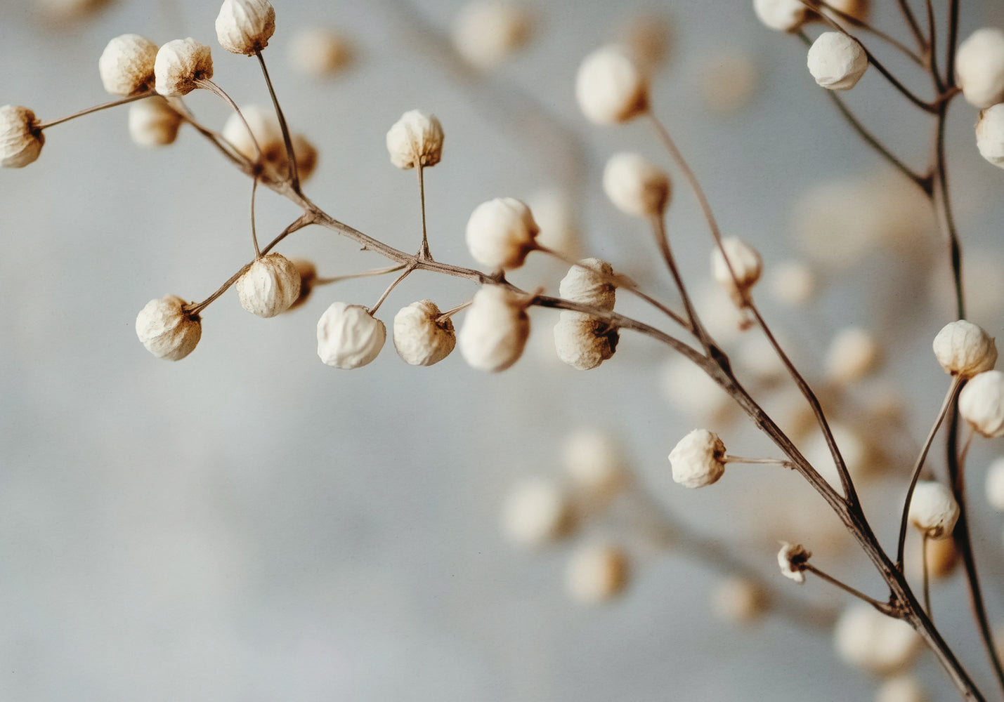 Dried Elegance
