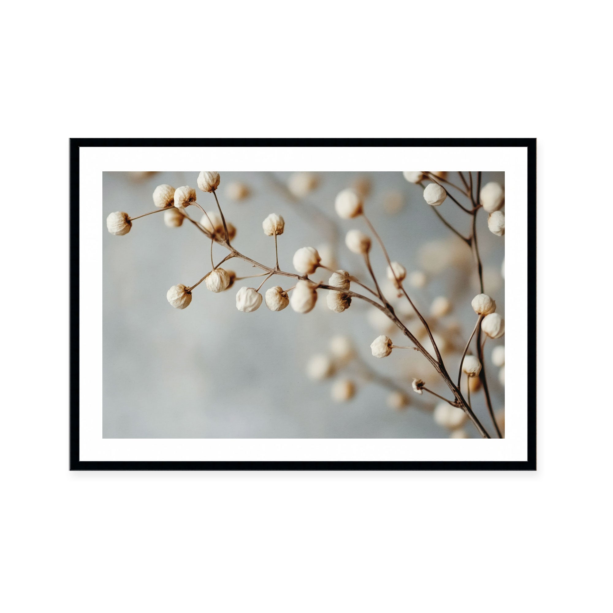 Dried Elegance