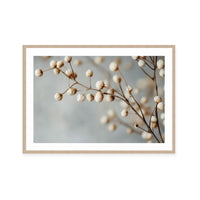 Dried Elegance