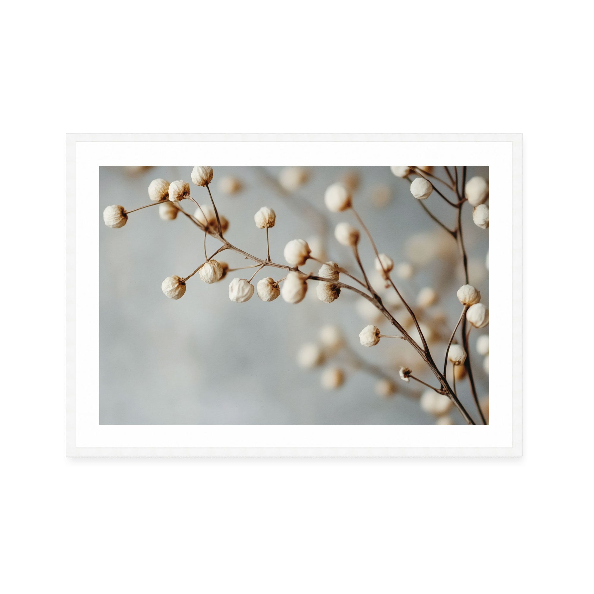 Dried Elegance