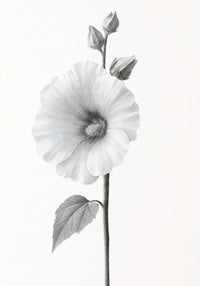 Elegant Hollyhock Bloom