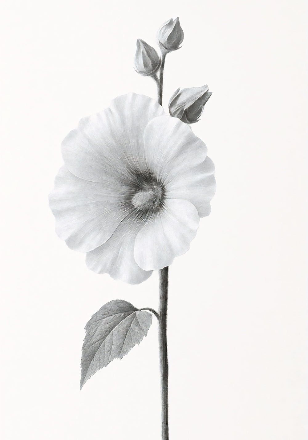 Elegant Hollyhock Bloom