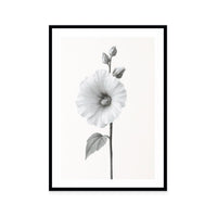 Elegant Hollyhock Bloom