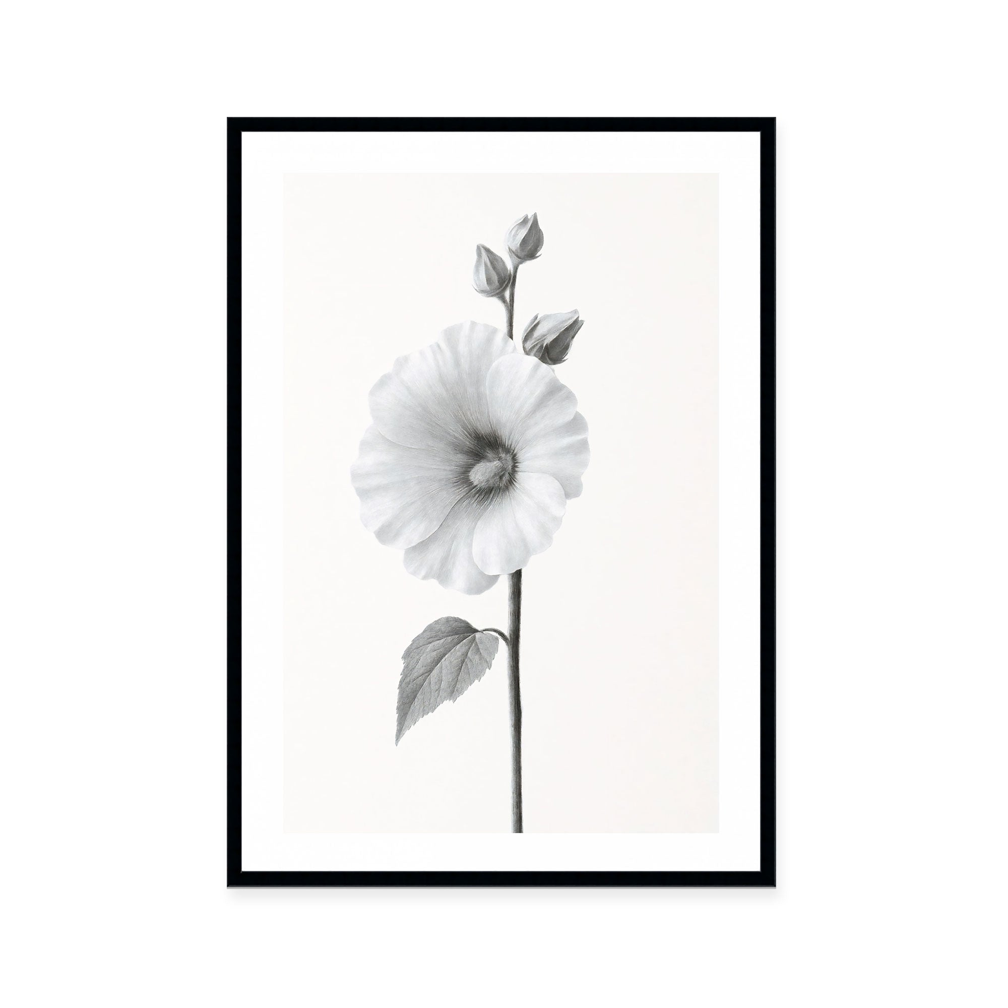 Elegant Hollyhock Bloom