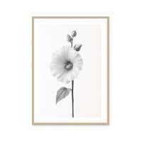 Elegant Hollyhock Bloom