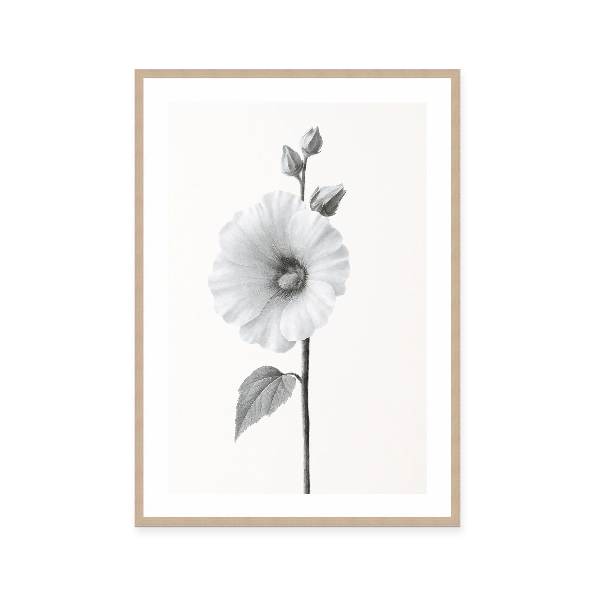Elegant Hollyhock Bloom