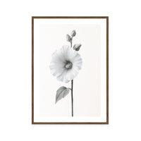 Elegant Hollyhock Bloom