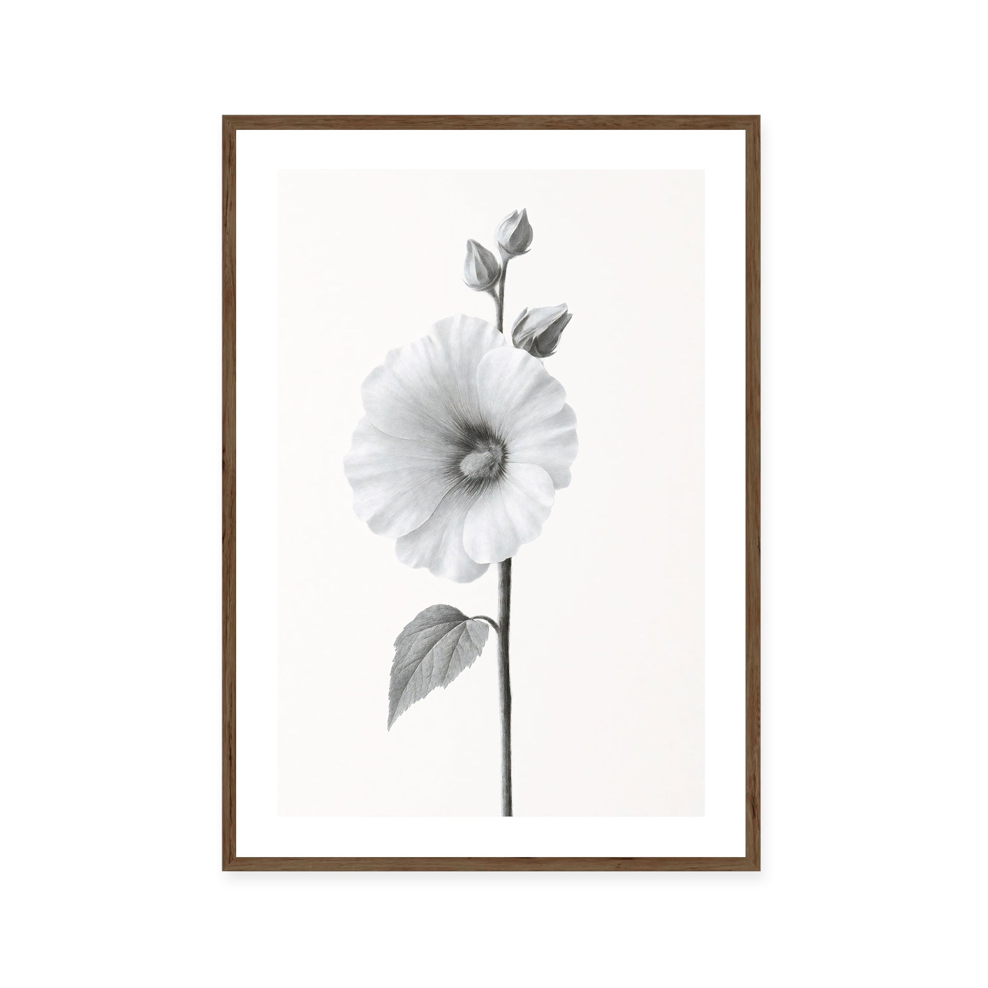 Elegant Hollyhock Bloom