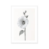 Elegant Hollyhock Bloom