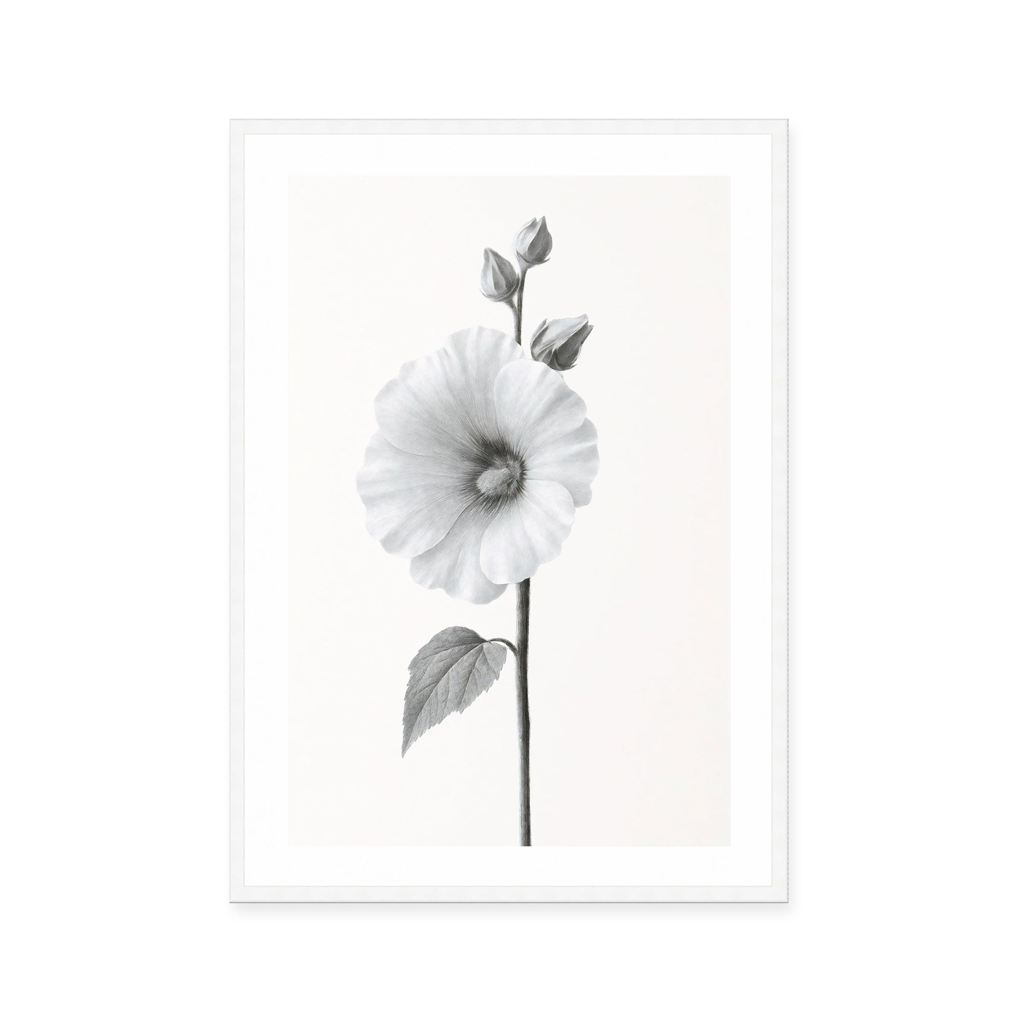 Elegant Hollyhock Bloom