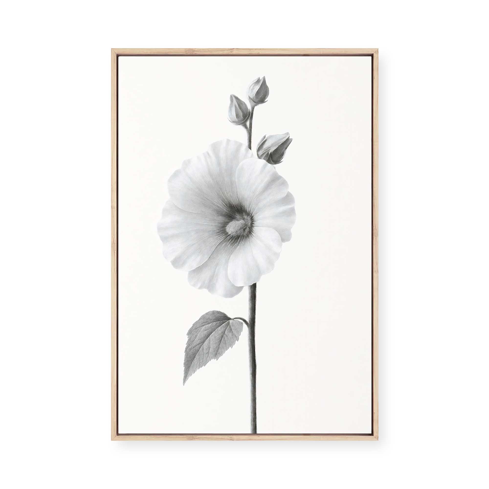 Elegant Hollyhock Bloom | Framed Canvas