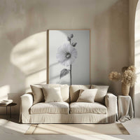 Elegant Hollyhock Bloom | Framed Canvas