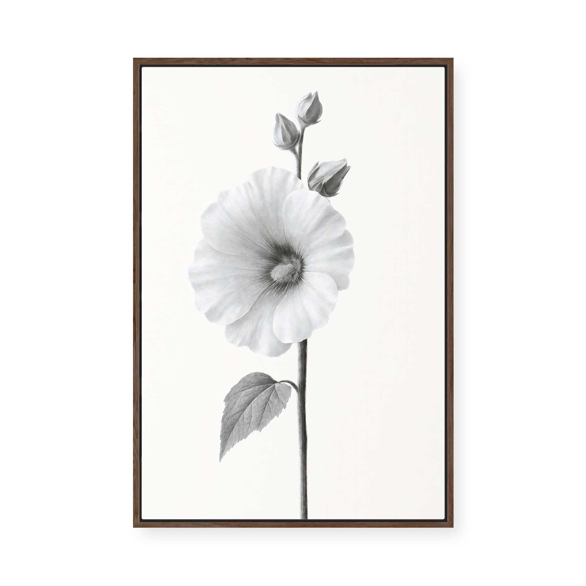 Elegant Hollyhock Bloom | Framed Canvas