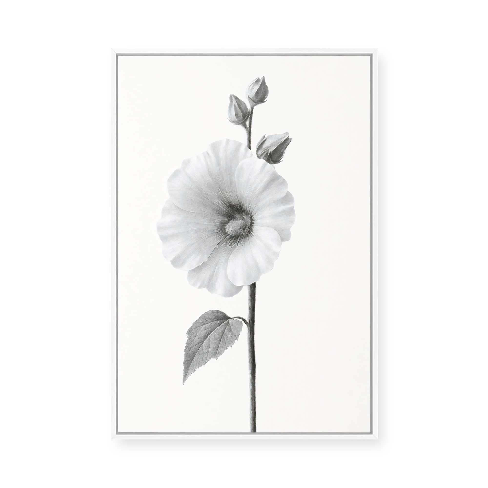 Elegant Hollyhock Bloom | Framed Canvas