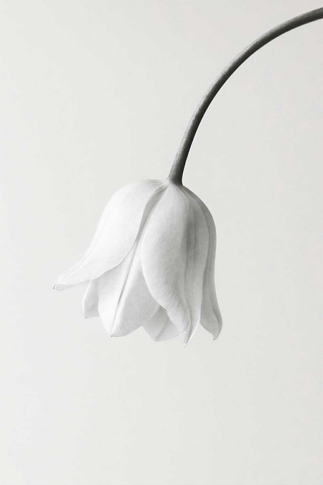 Elegant White Bloom