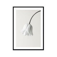 Elegant White Bloom