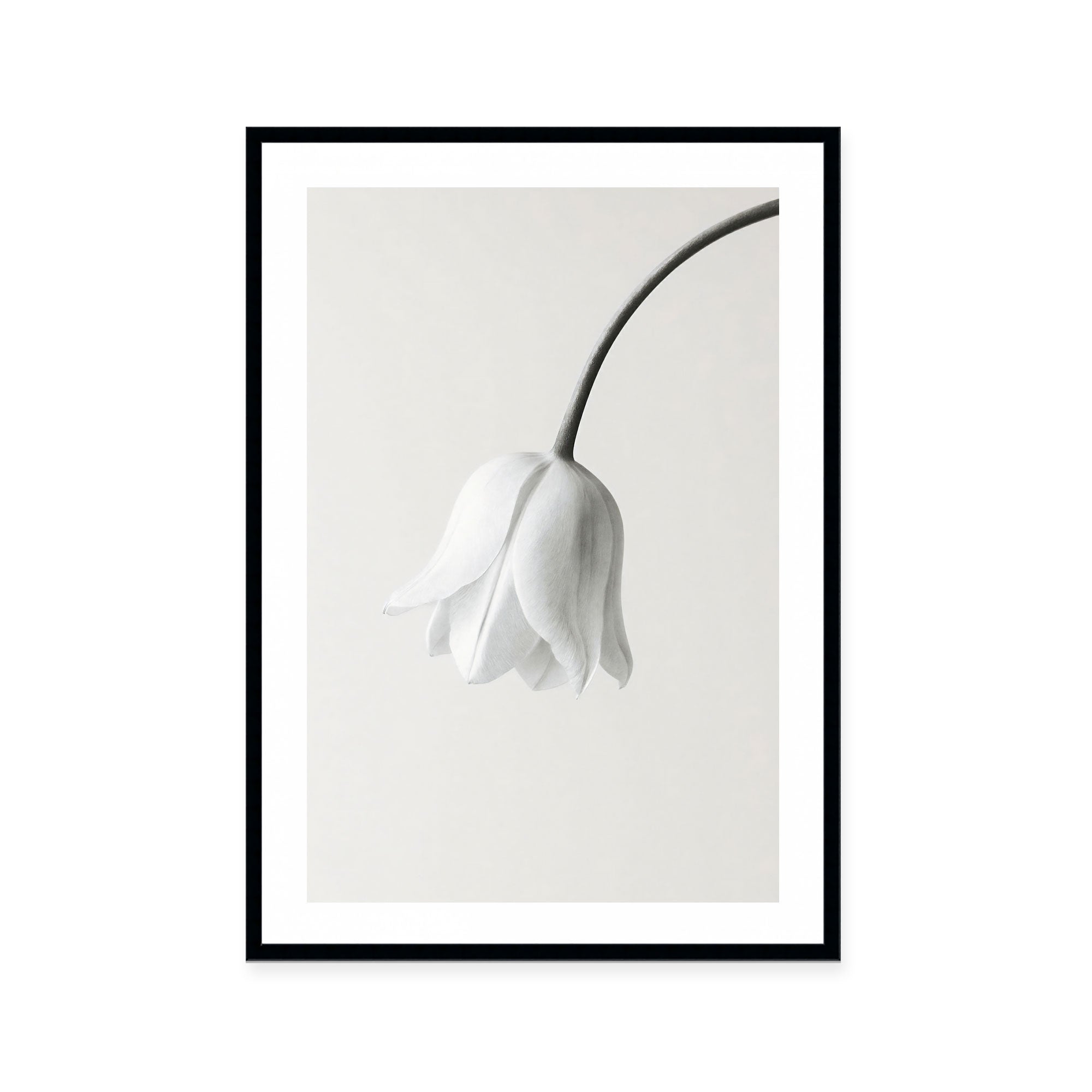 Elegant White Bloom