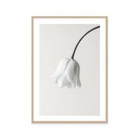 Elegant White Bloom