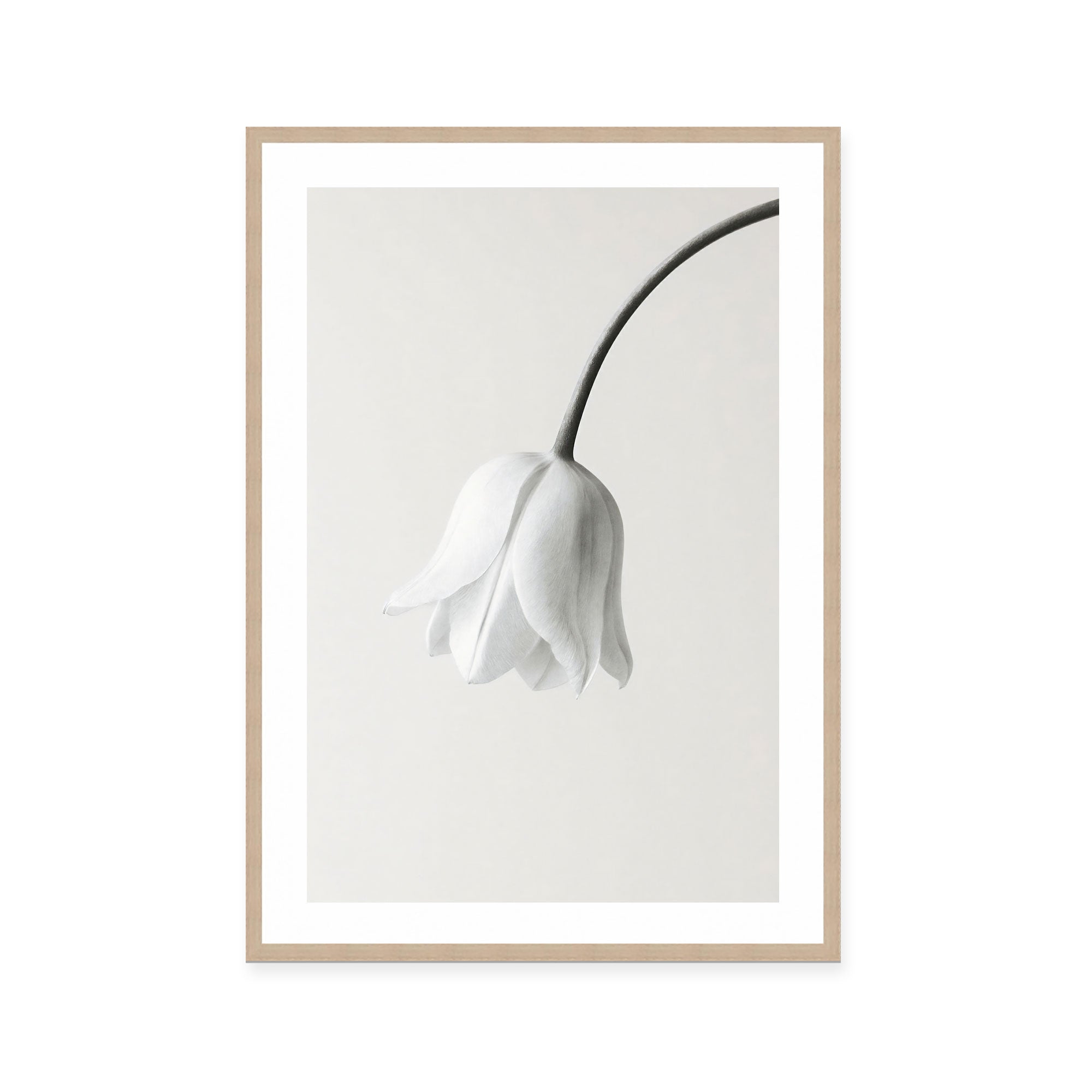 Elegant White Bloom