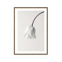 Elegant White Bloom
