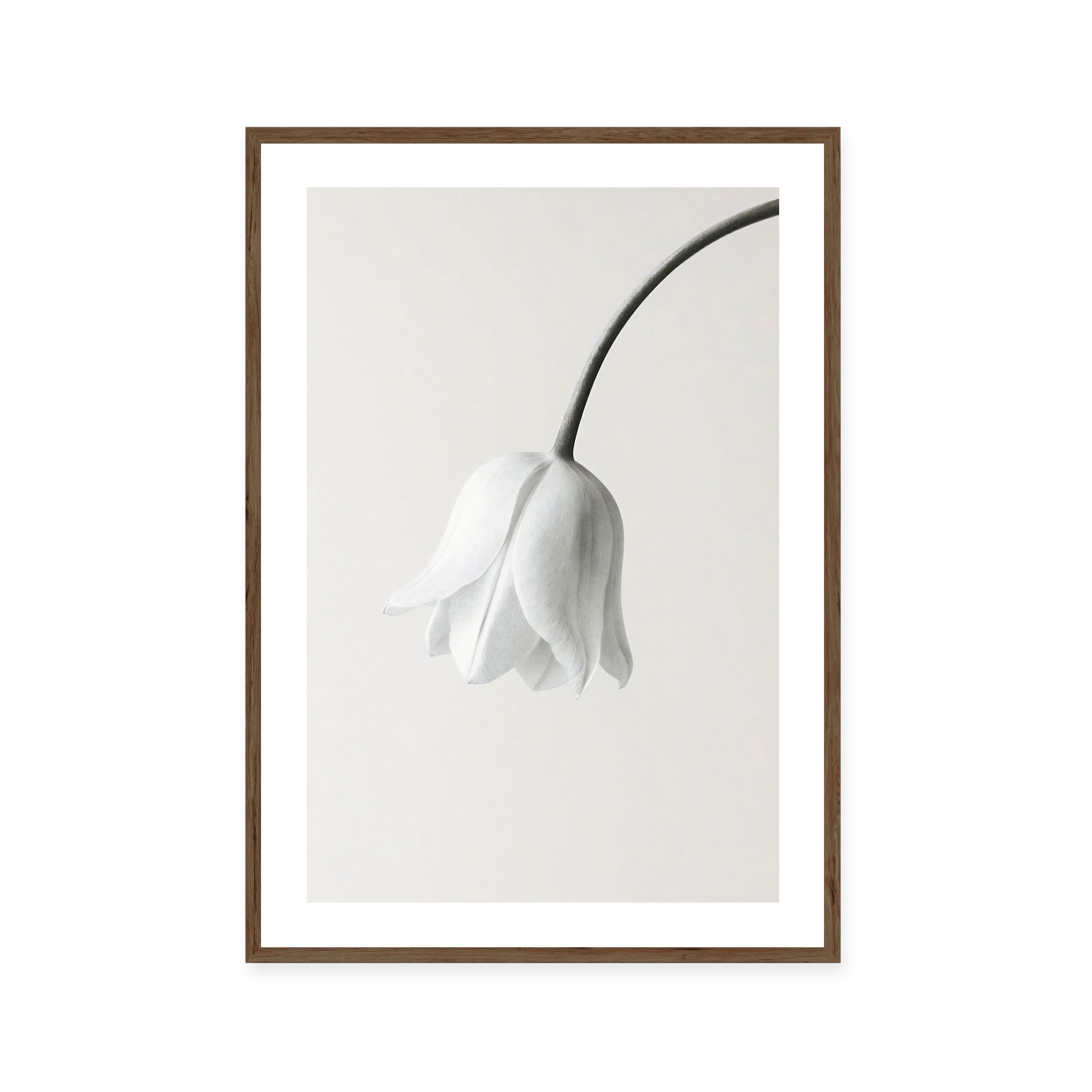 Elegant White Bloom