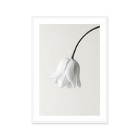 Elegant White Bloom