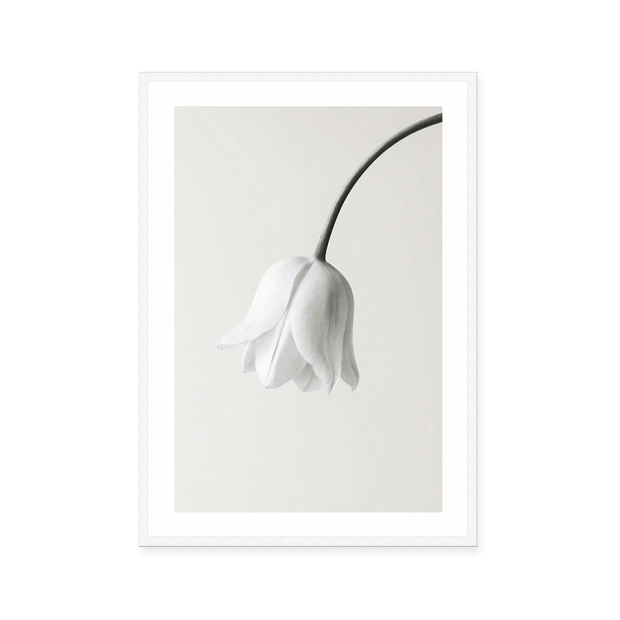 Elegant White Bloom