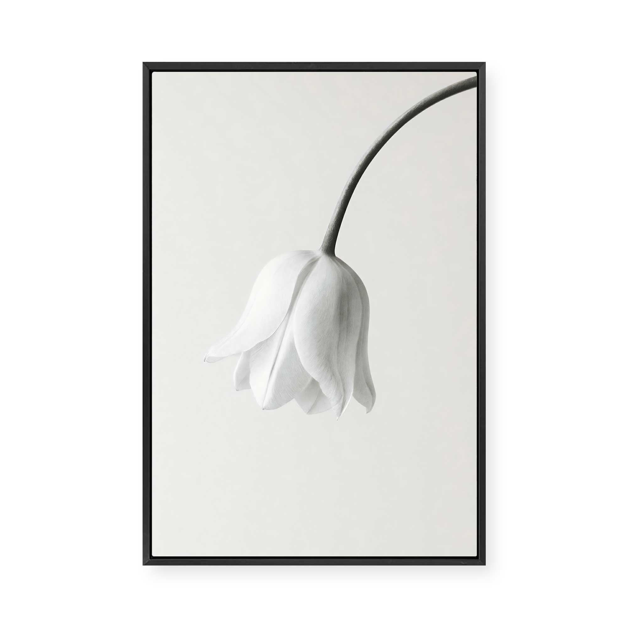 Elegant White Bloom | Framed Canvas