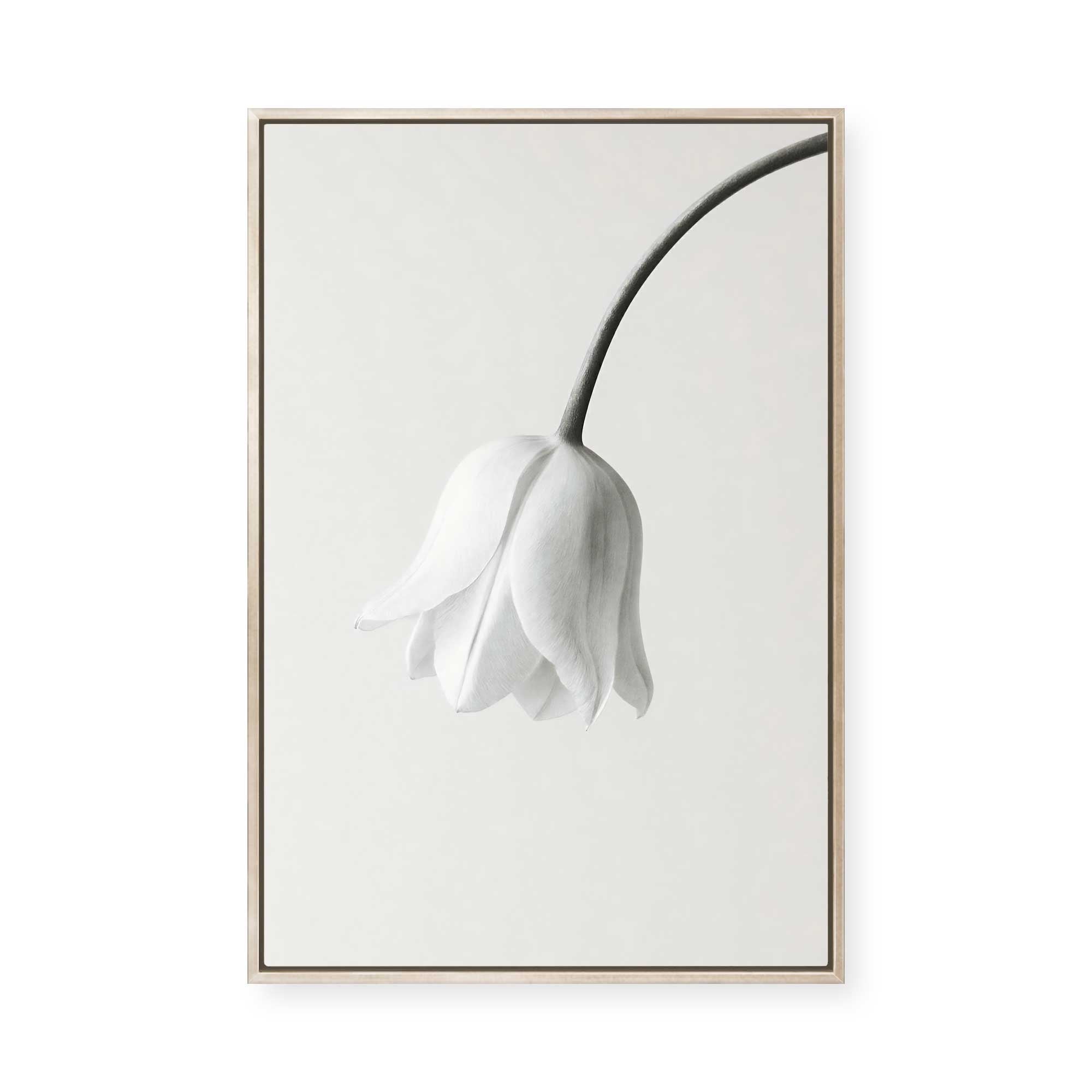 Elegant White Bloom | Framed Canvas