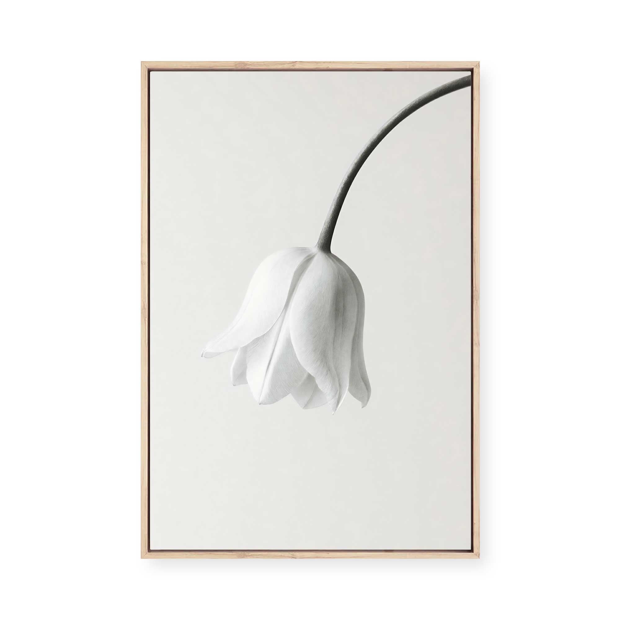 Elegant White Bloom | Framed Canvas