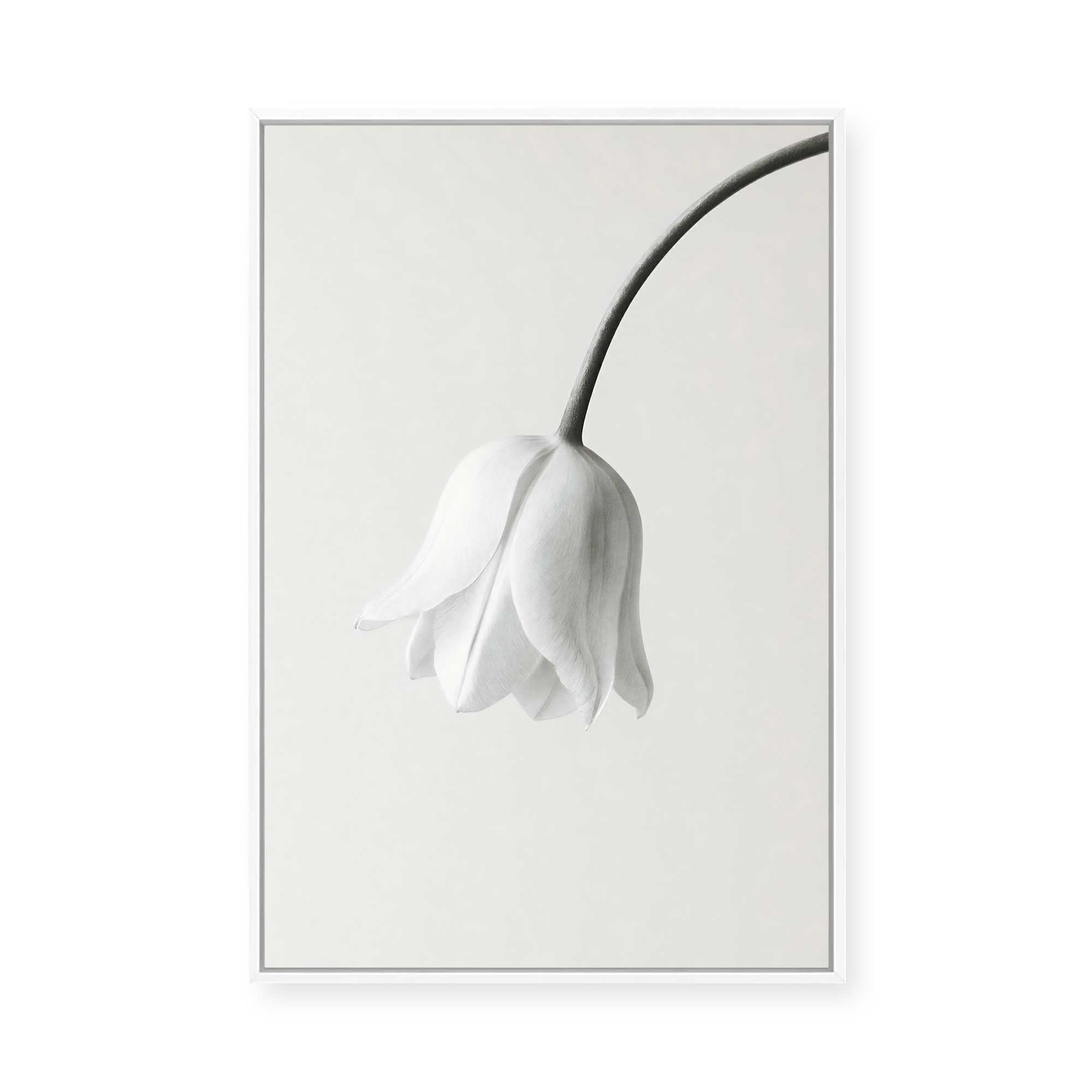 Elegant White Bloom | Framed Canvas
