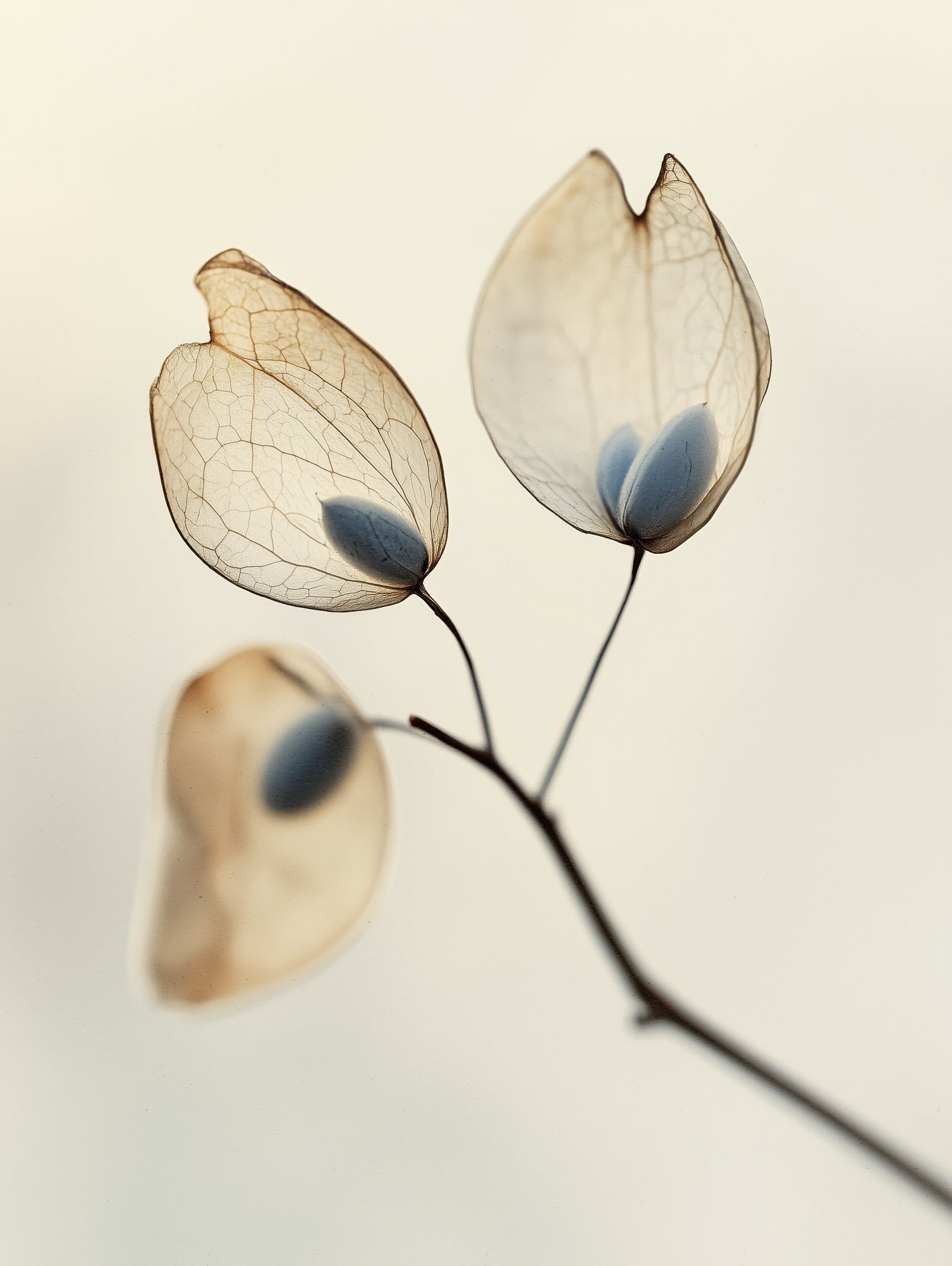 Ethereal Blooms