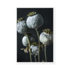 Ethereal Capsules | Framed Canvas