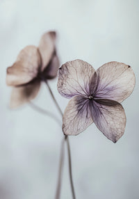 Ethereal Petals