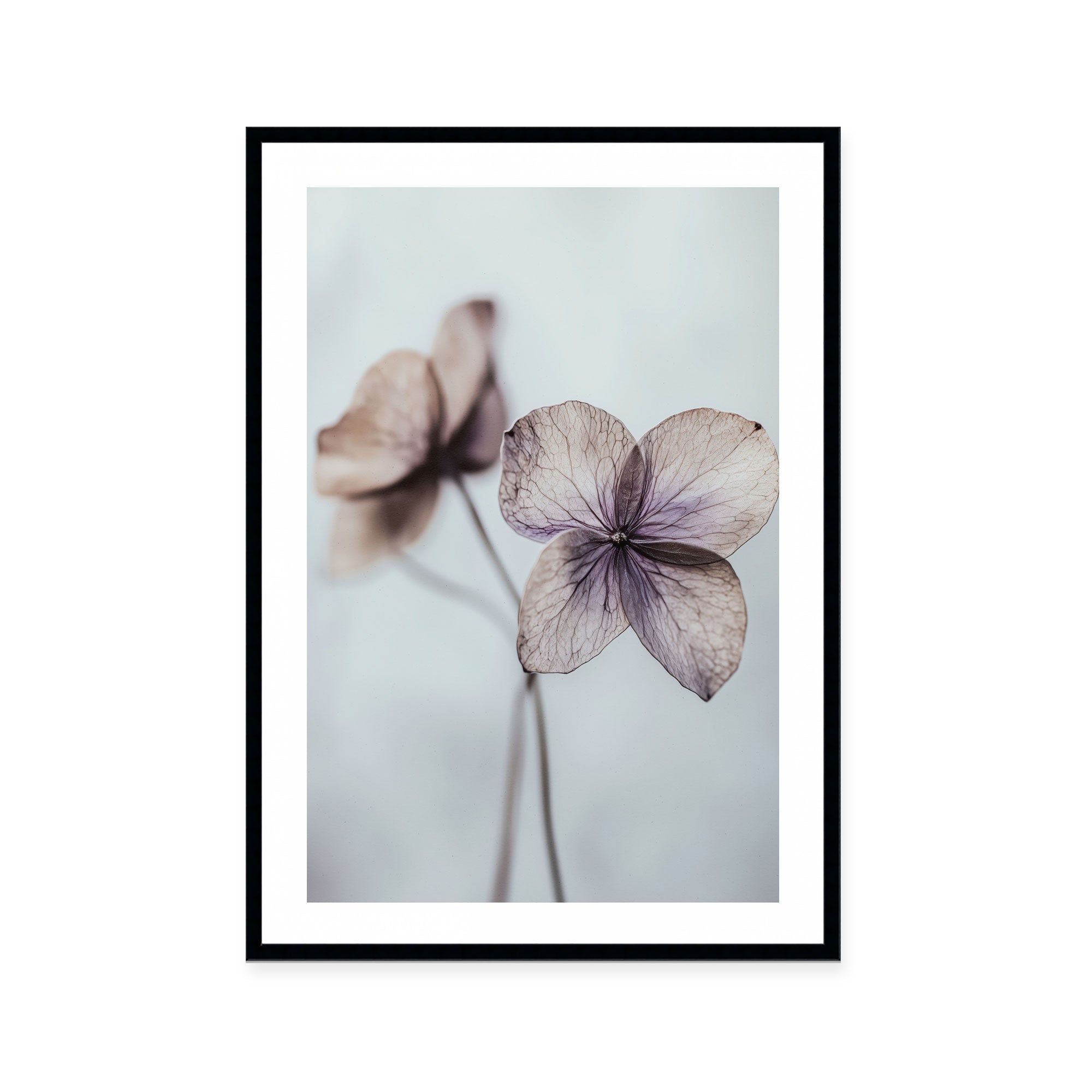 Ethereal Petals