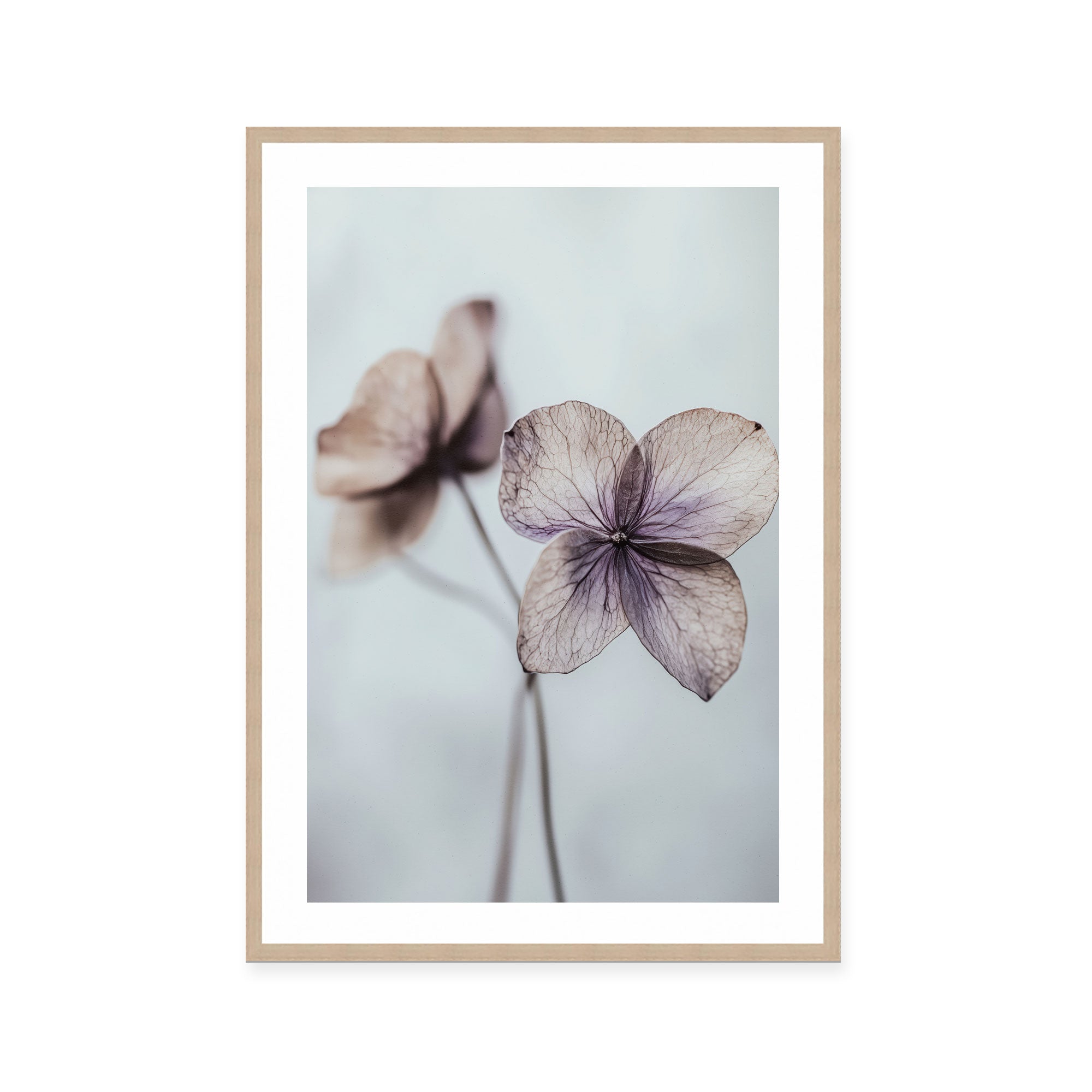 Ethereal Petals