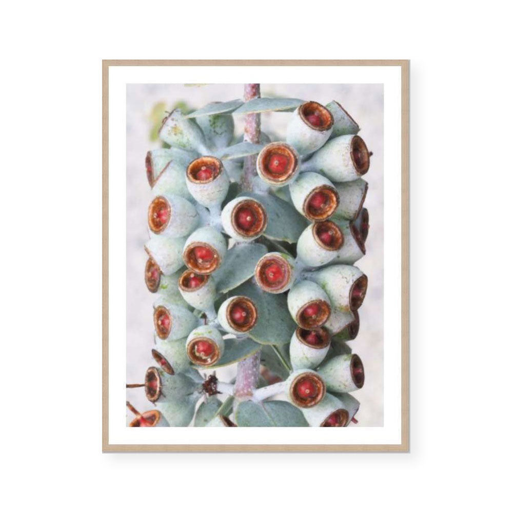 Eucalyptus | Katie Clulow