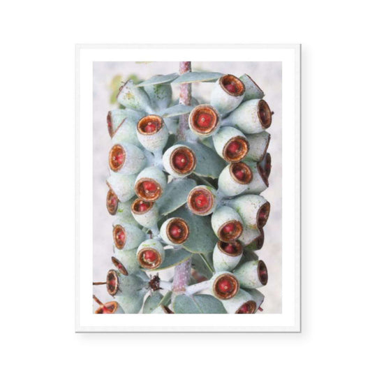 Eucalyptus | Katie Clulow