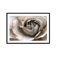 Faded Blossom