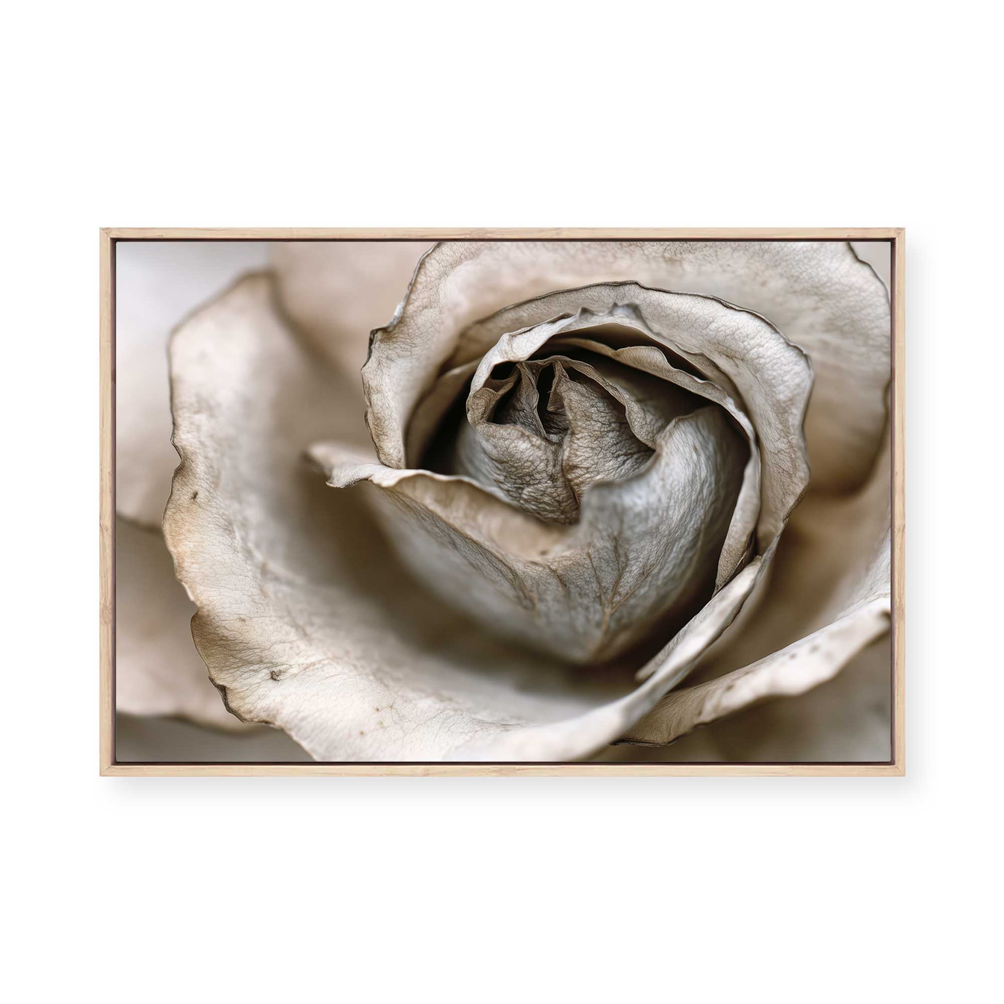 Faded Blossom | Framed Canvas
