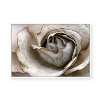 Faded Blossom | Framed Canvas