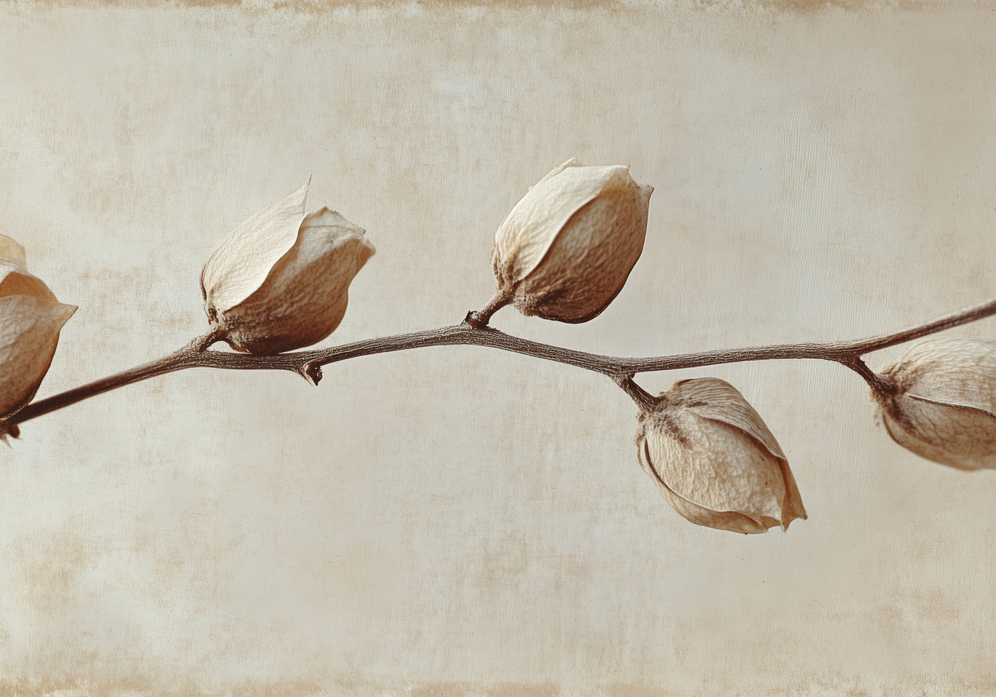 Faded Elegance