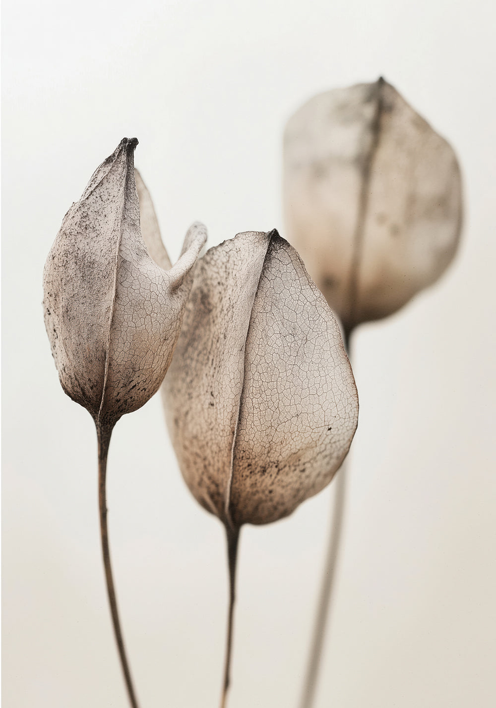 Faded Petal Trio