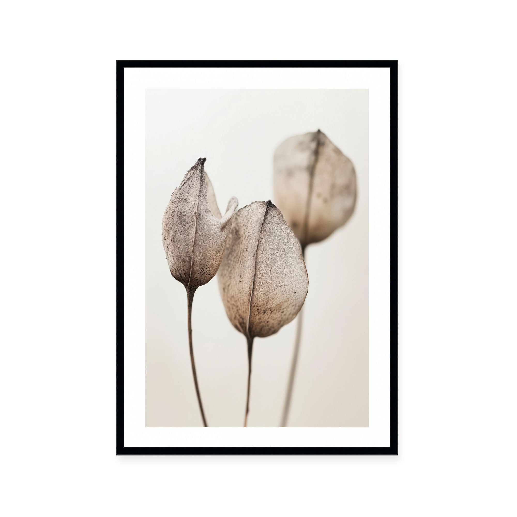 Faded Petal Trio