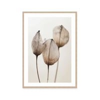 Faded Petal Trio