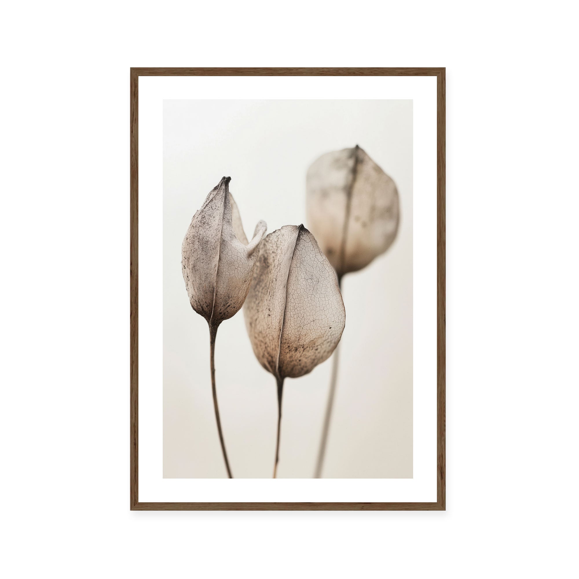 Faded Petal Trio